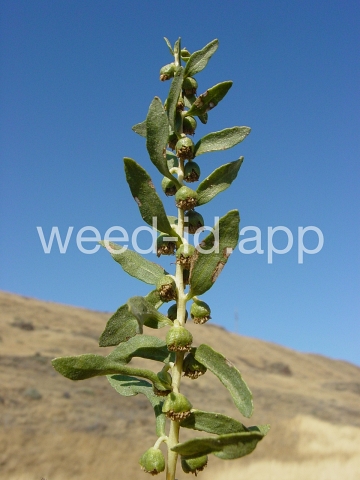 sumpweed, poverty